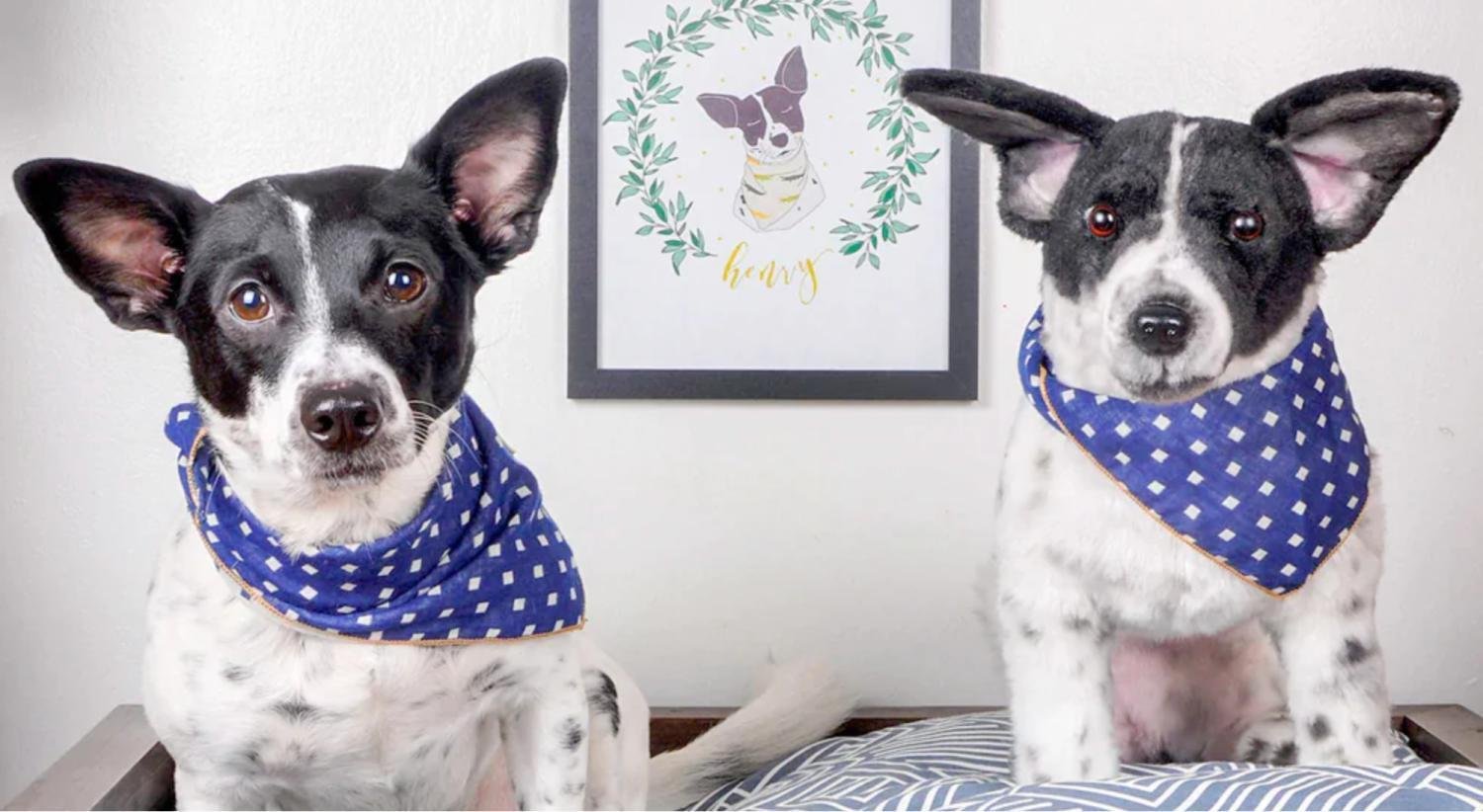 宠物生意赚钱之道：13个值得尝试的创业思路 image15_36bf9a60-26b4-4d8f-9efe-85daf43568b820251031_ -6